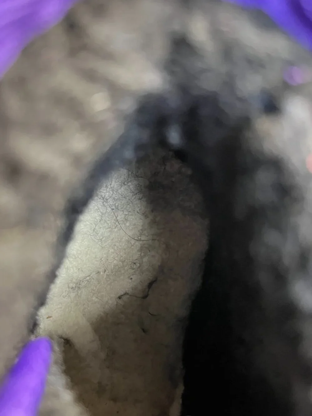 UGG please review